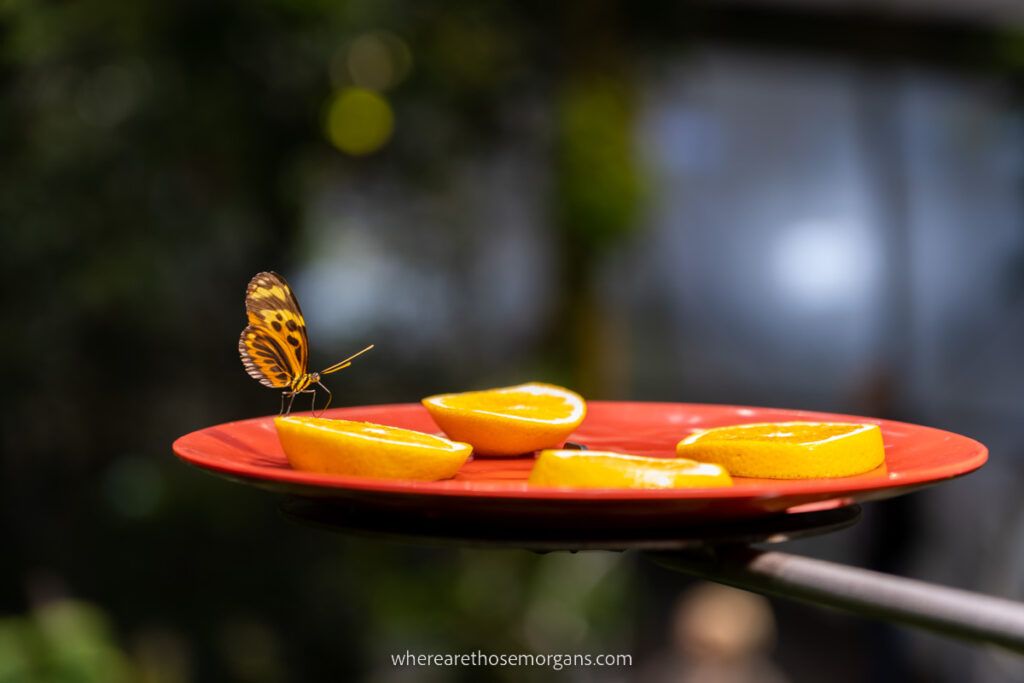 Small orange butterfly drinking juice from an orange on a plate at the California Academy of Sciences