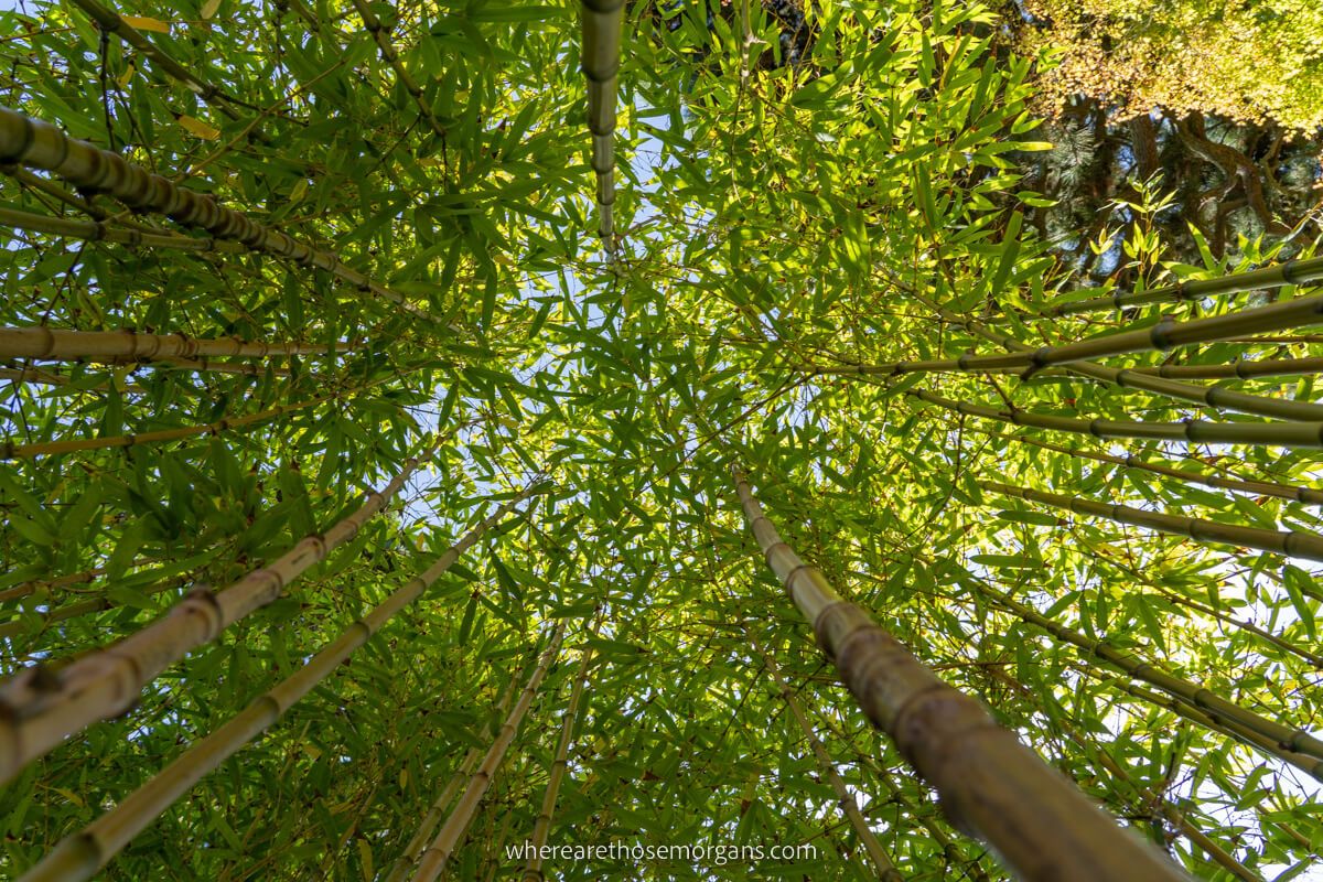 The top of many bamboo stalks in the garden