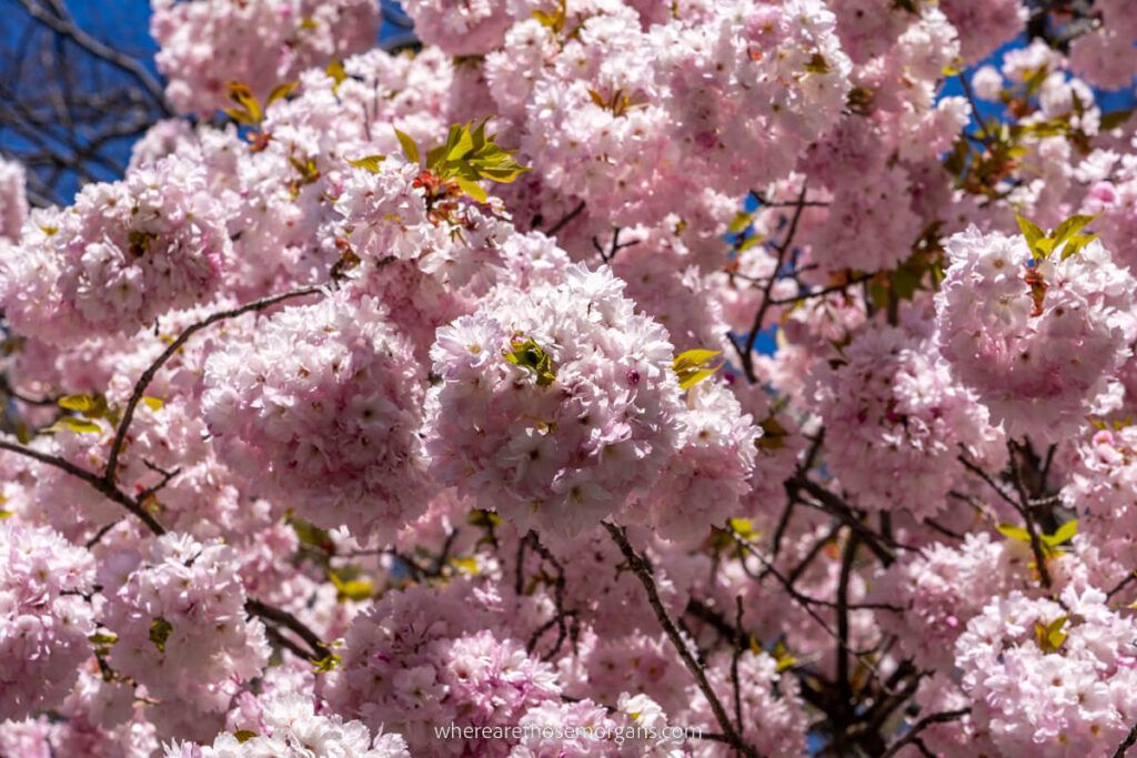 Cherry blossom trees in New York Botanical Garden in The Bronx NYC stunning pink colors bursting into life
