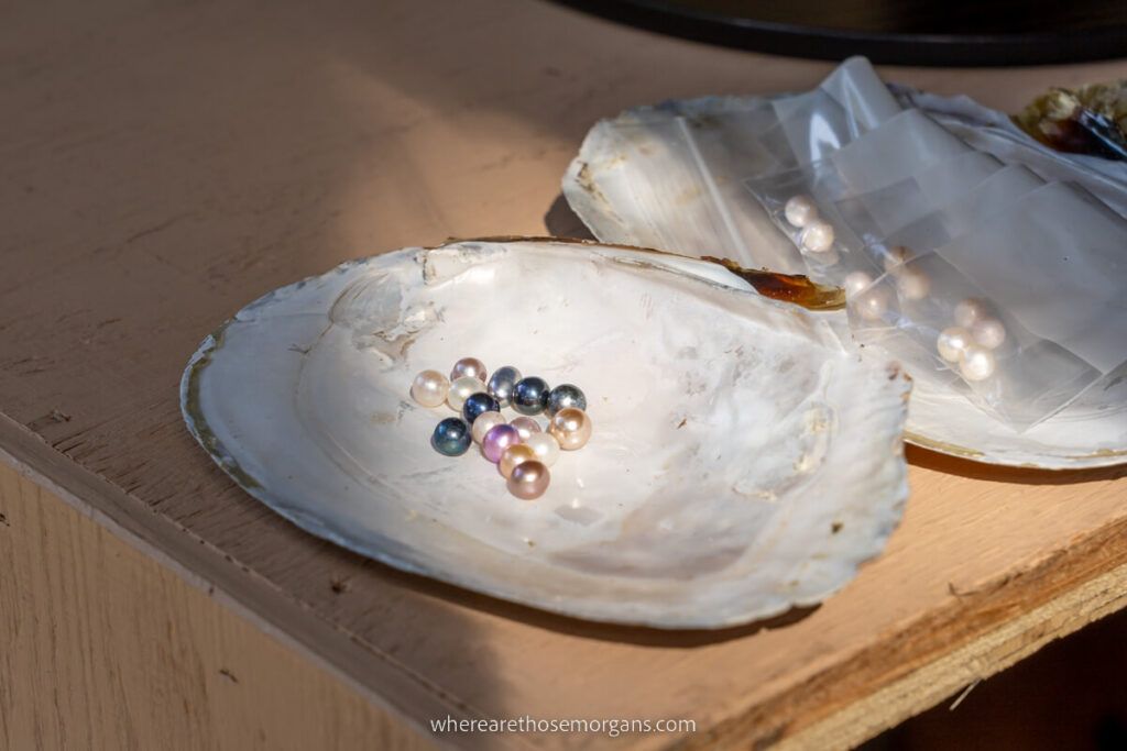Multi colored pearls on a large shell