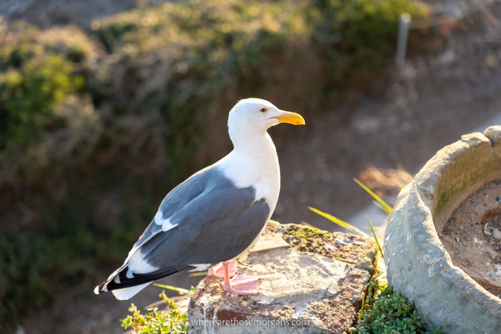 Close up view of a Seagull