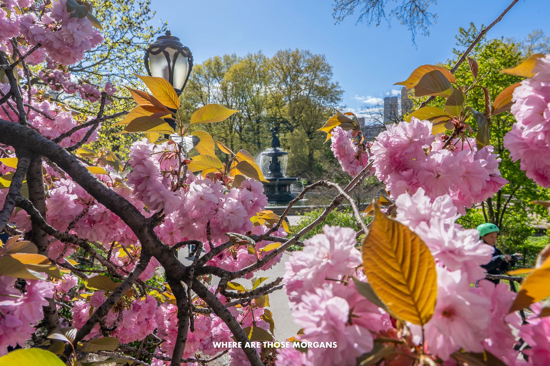 Bright pink cherry blossoms close up with Bethesda Fountain in the distance in Central Park NYC in April