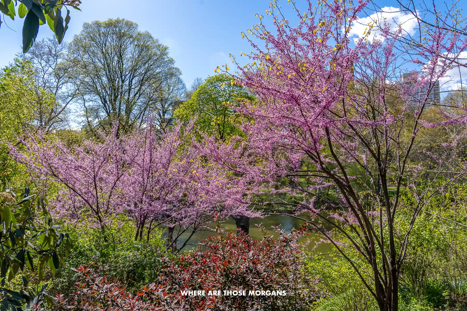 Vibrant greens and pinks on the trees and cherry blossoms in Central Park in April