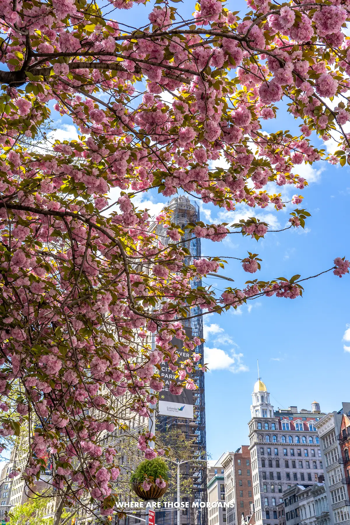 The Flatiron Building behind pink cherry blossoms in the spring