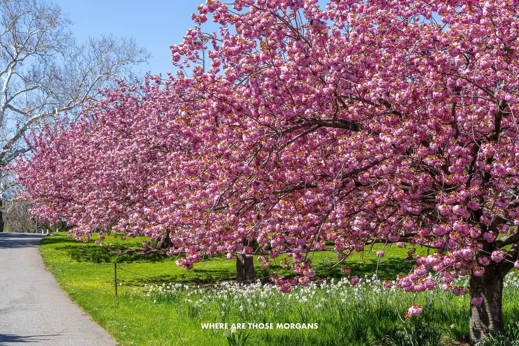 Line of cherry blossom trees with bright pinks flowers in New York Botanical Garden on a clear sunny day in spring