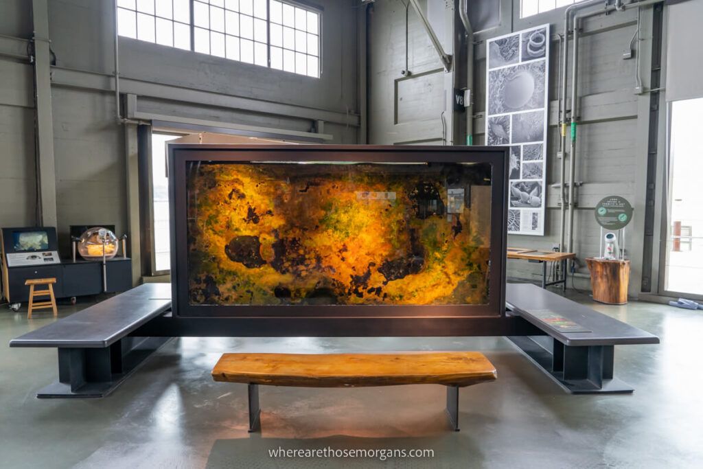 Exhibit featuring a thermal bacteria map at the San Francisco Exploratorium
