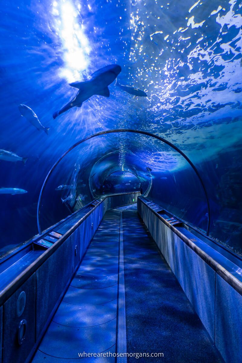 Tunnel through San Francisco Aquarium of the Bay with sharks and fish swimming on both sides and above