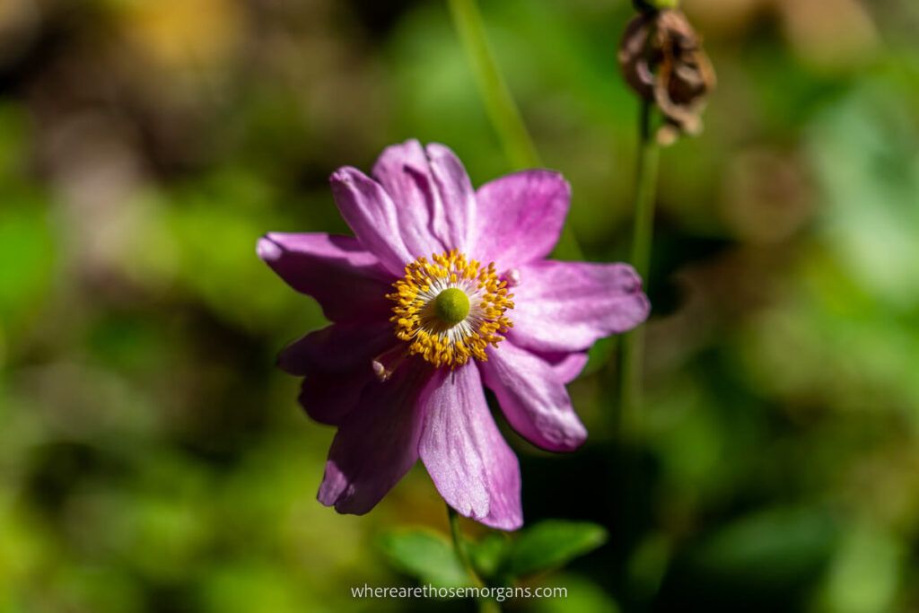 Pink flower in bloom with blurred out green vegetation background