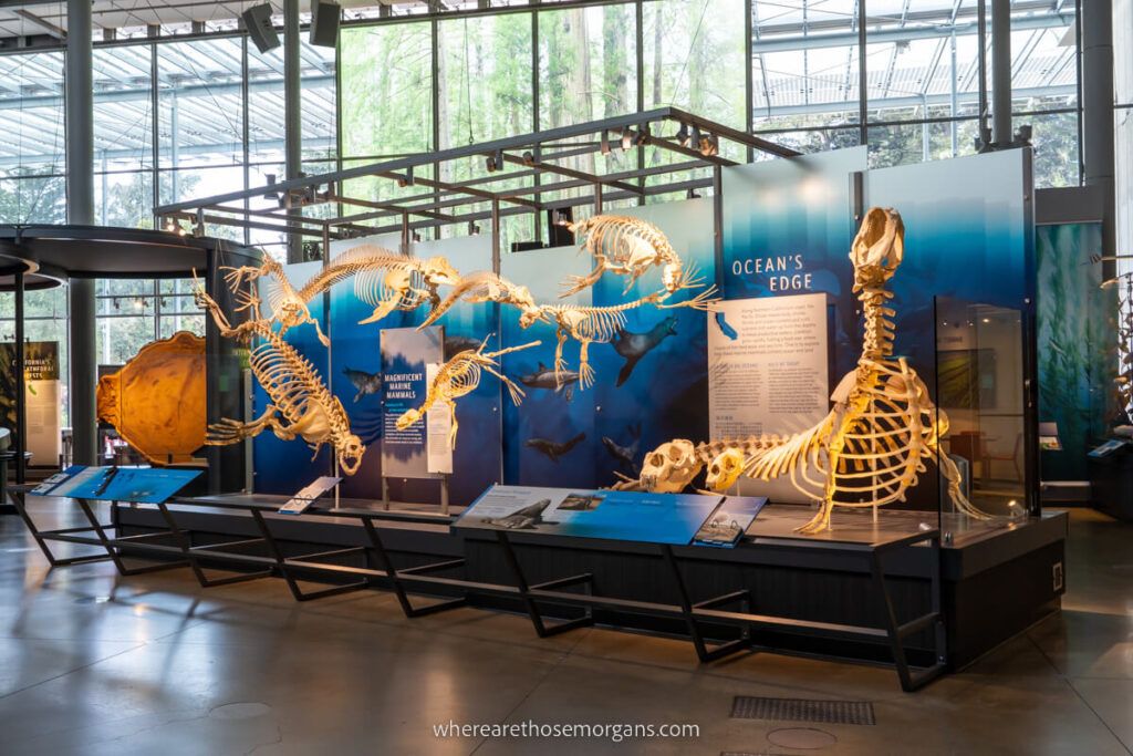 Skeletons of ancient marine life inside a museum with exhibits