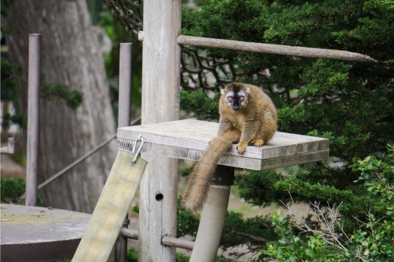 Monkey sat on a wooden ledge in a zoo