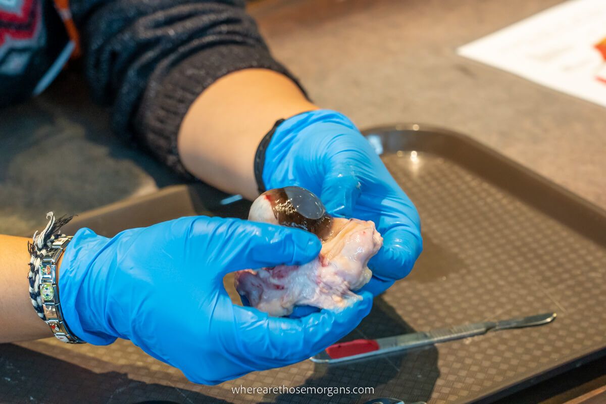 Close up view of a cow eye being dissected