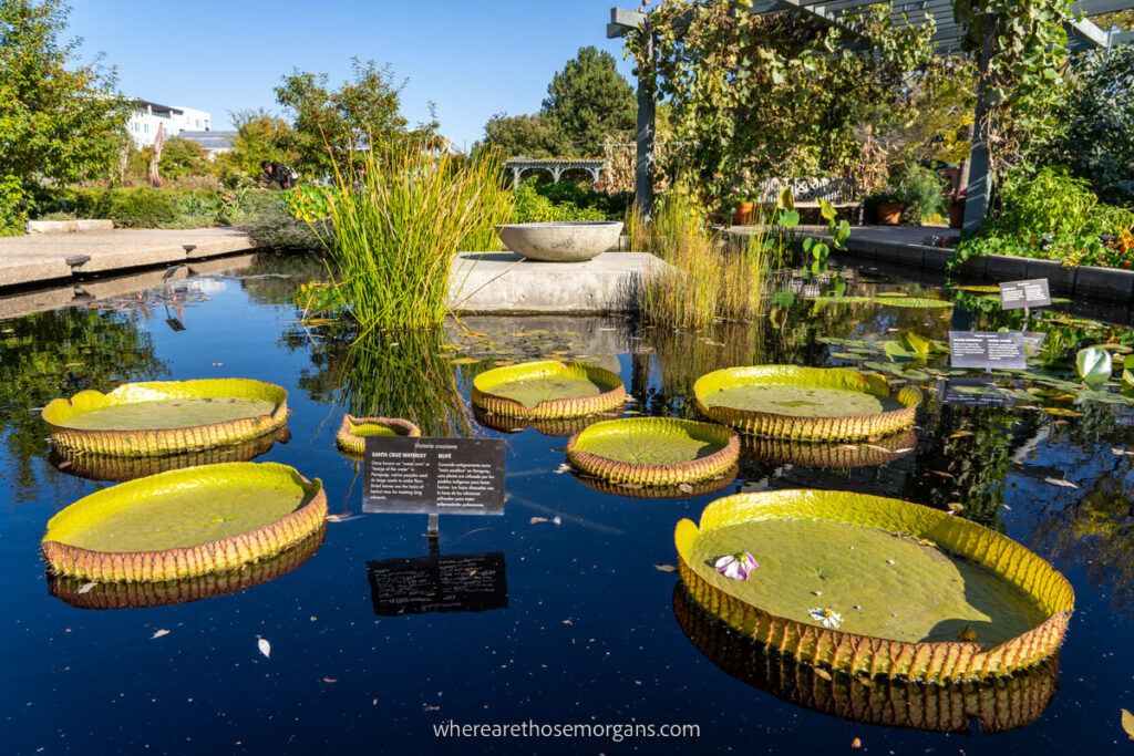 Lily pads and pond at the Denver Botanical Gardens in October