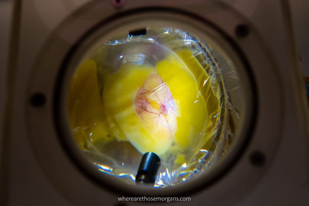 Close up view of a live chicken embryo