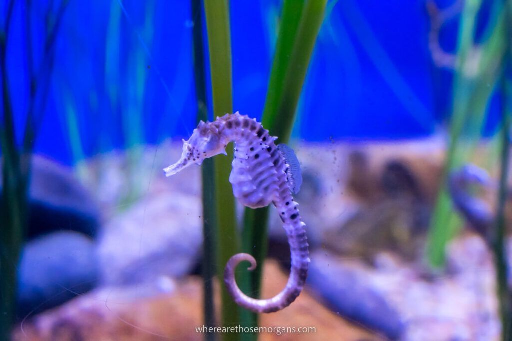 A small seahorse close up from the Denver Aquarium included on the Denver CityPASS