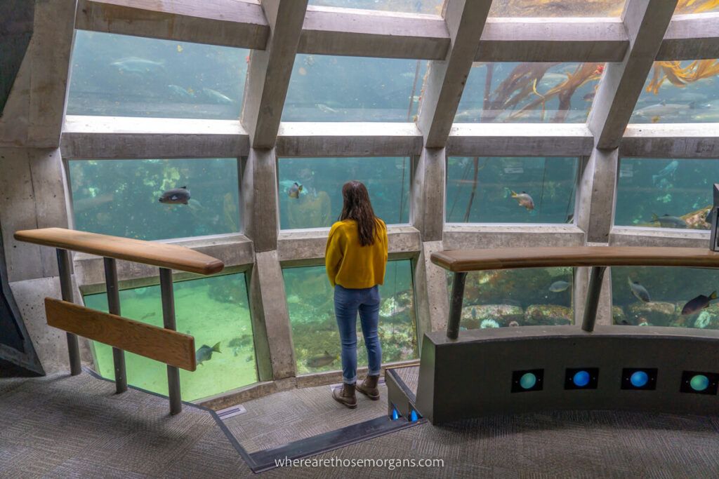 Woman watching the fish swim at the Seattle Aquarium