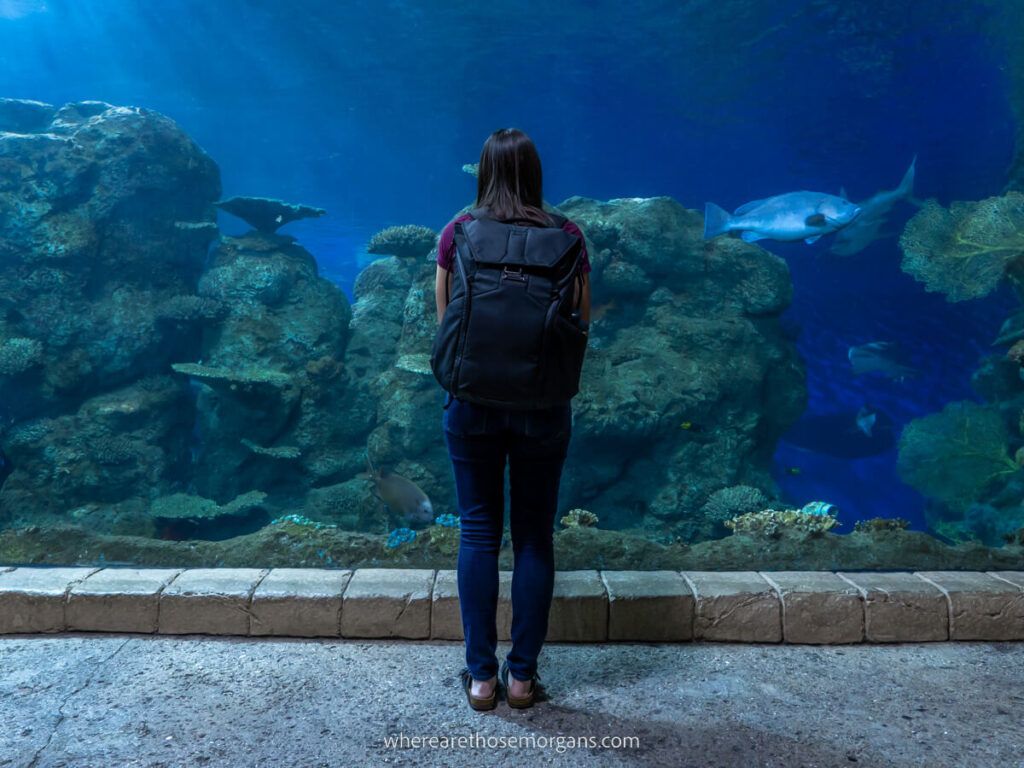 Woman looking at the fish at the Denver Aquarium