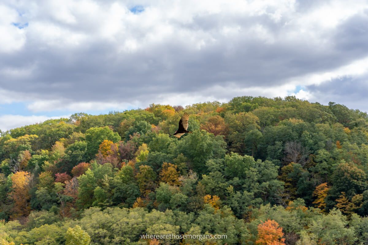 A bird flying high over the Letchworth gorge in spring