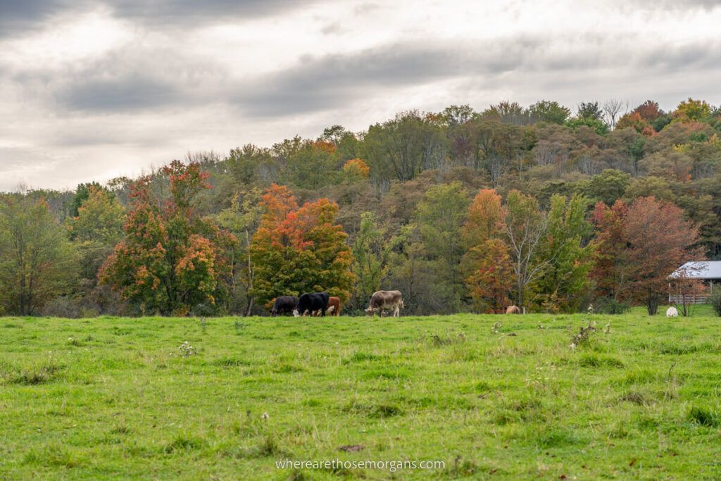 Cows grazing at the Farm Sanctuary in Watkins Glen