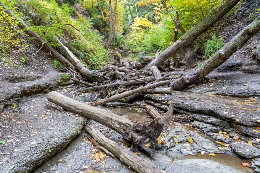 Shale Creek with large logs and low water flow