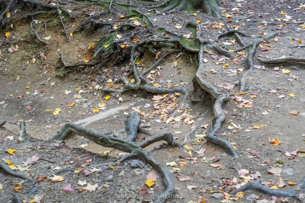 Large tree roots sticking out of the ground in a popular hiking trail