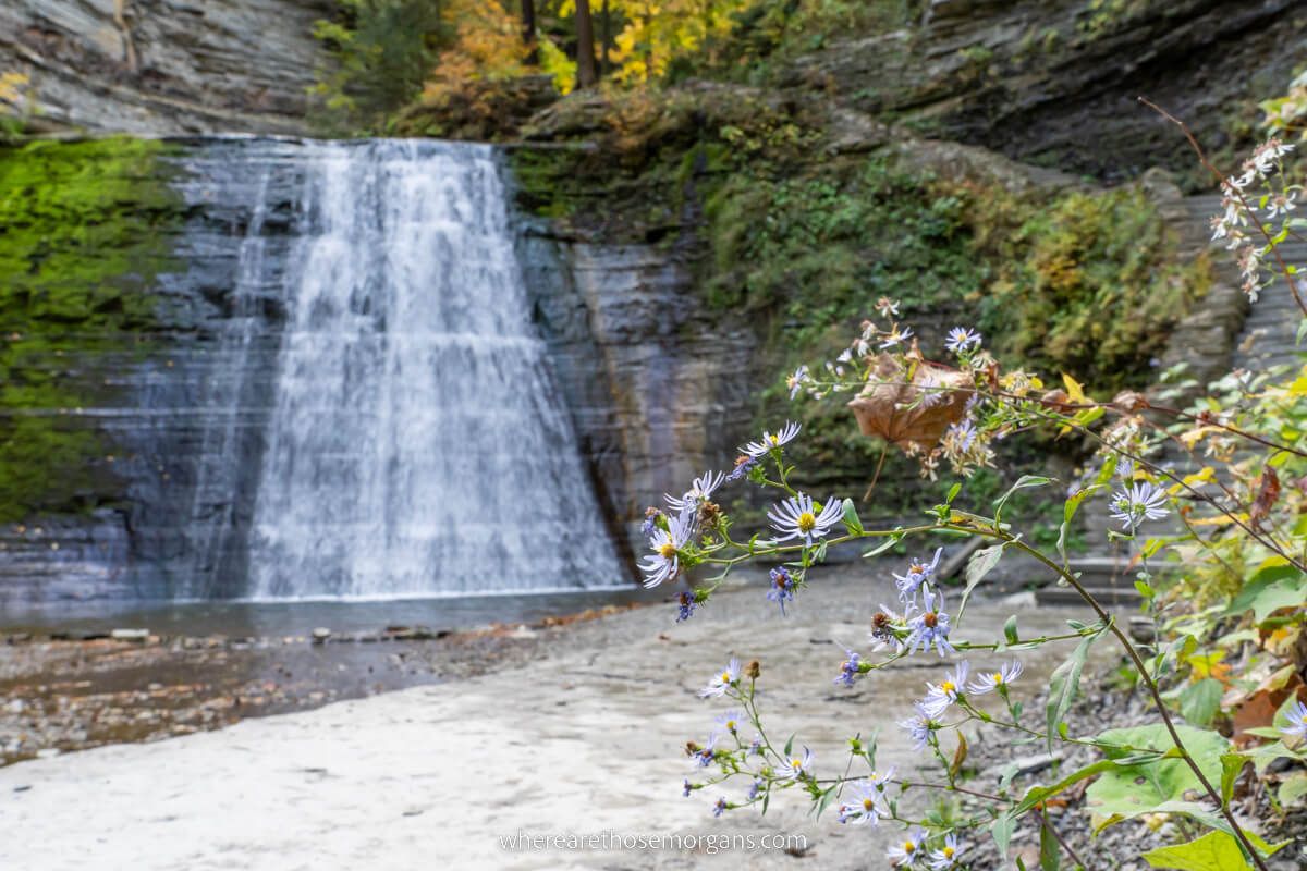 Lower Falls of Stony Brook state park with a stone staircase and purple flowers