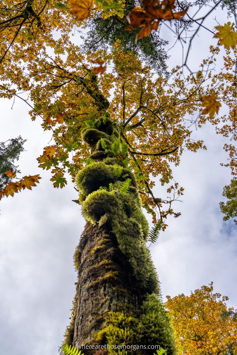 Looking up at a moss clad tree with colorful leaves from below in Washington