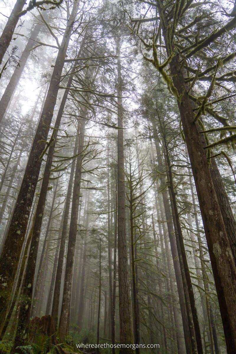 Forest with tall trees shrouded in mist in Washington State