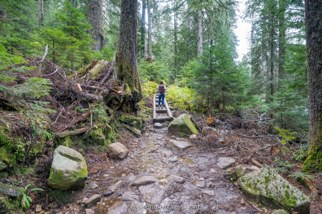 Hiker climbing small wooden puncheon bridges in a forest in the Pacific Northwest