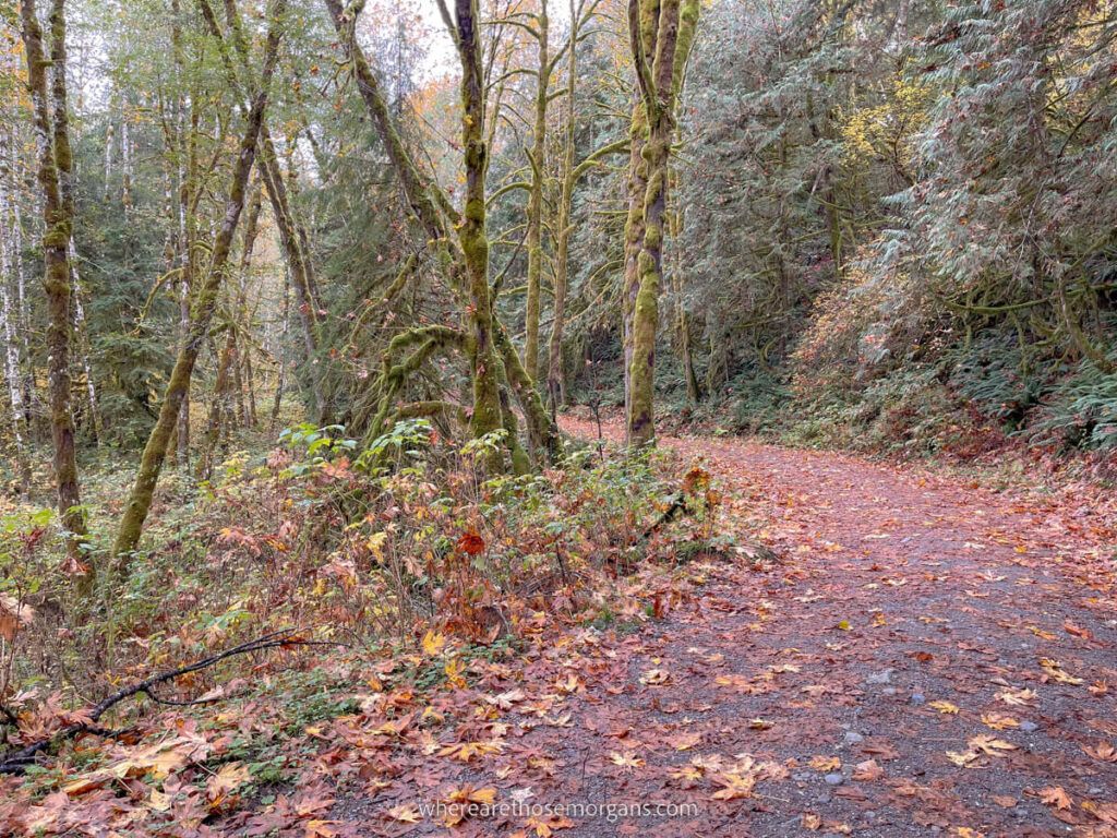 Hiking path covered in leaves and Sitka spruce trees