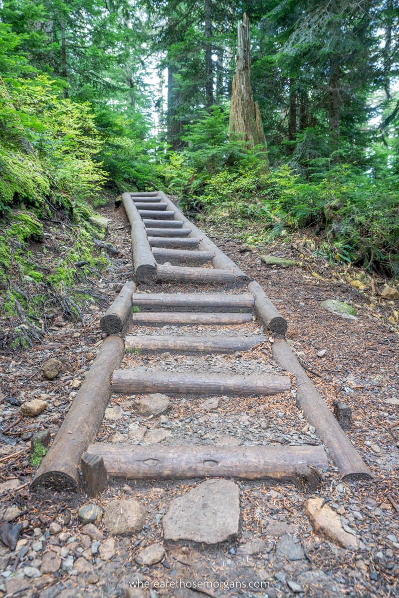 Puncheon bridge wooden steps built into forest floor with lush green leaves