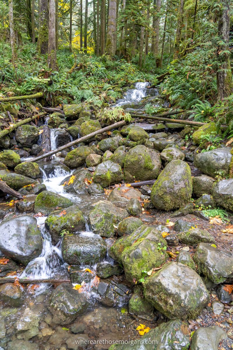 Small Falls in Wallace Falls State Park shallow stream slowly cascading through boulders in a forest