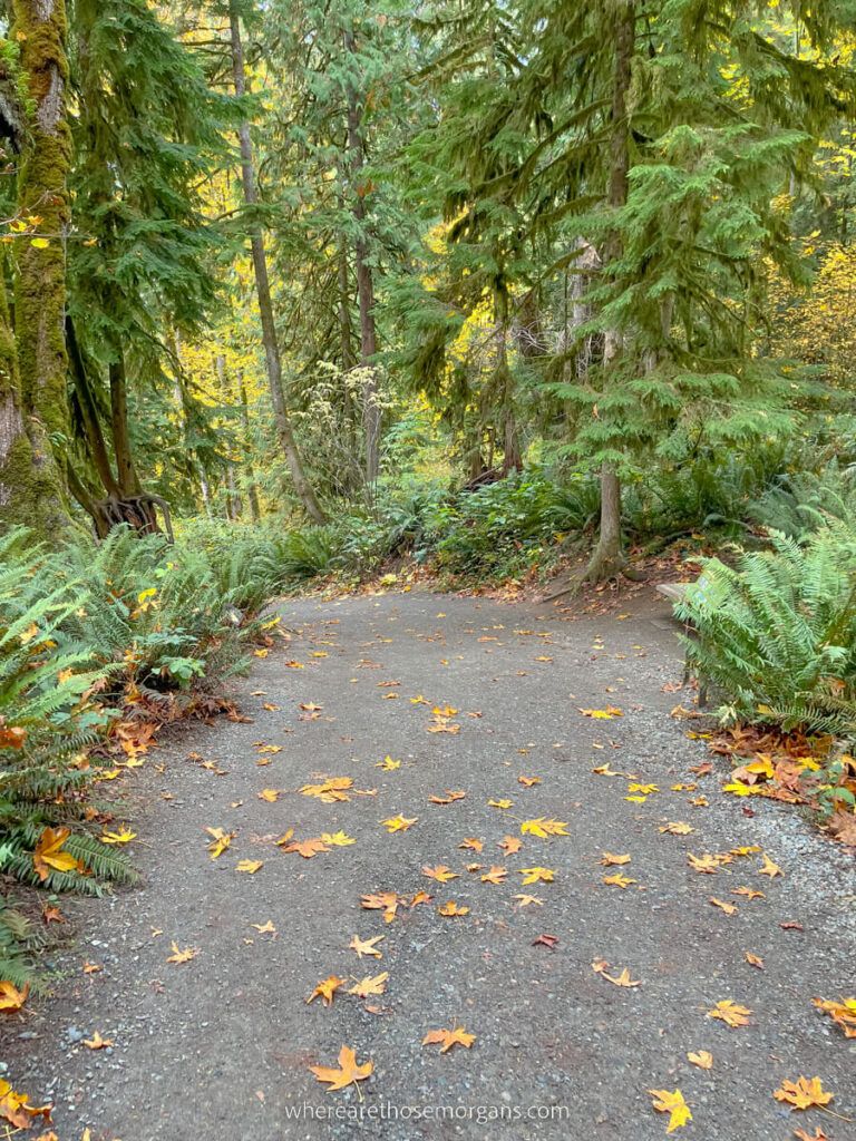 Hiking trail leading through forest with evergreen trees and yellow leaves on the ground