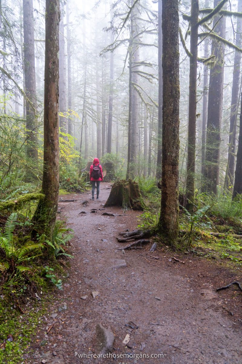 Hiker on a forest path leading through trees and mist in Washington State
