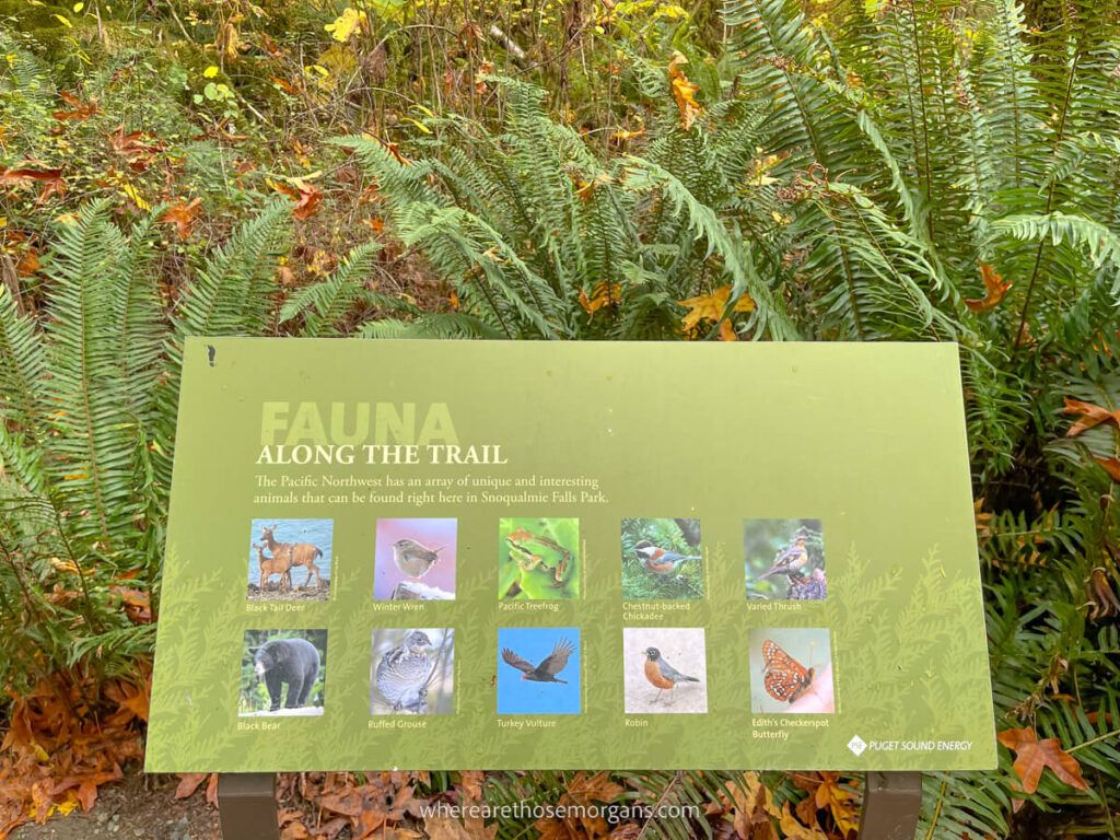 Information board showing birds in the local area