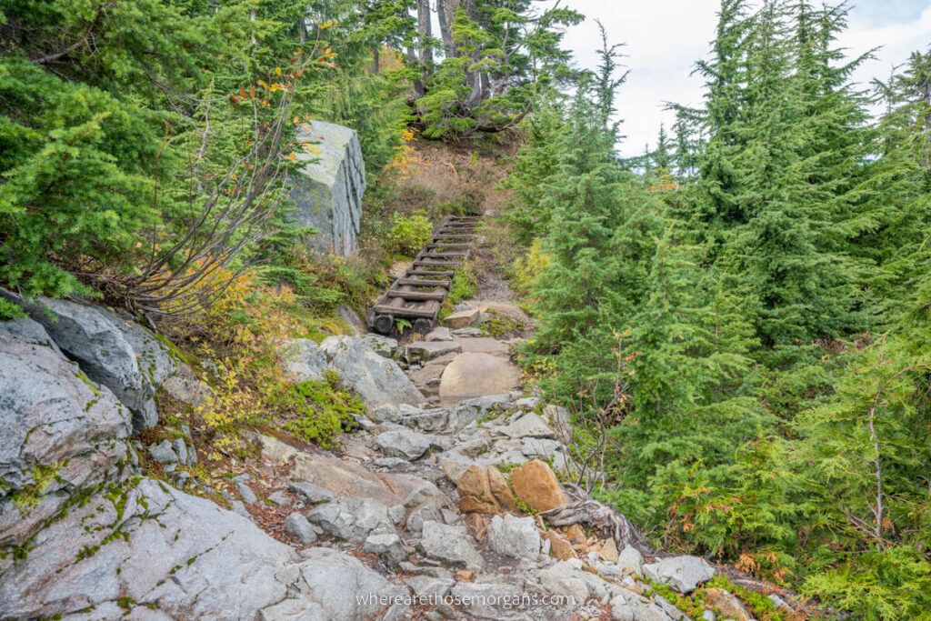 Wooden ladder steps leading from rocks to forest