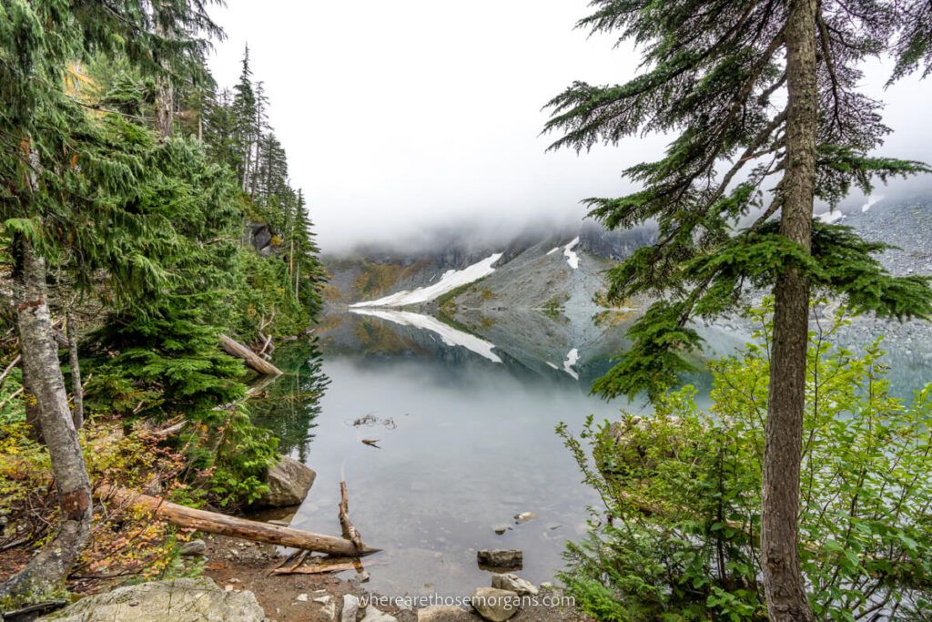 Lush green trees at the summit of a popular hiking trail in Washington State