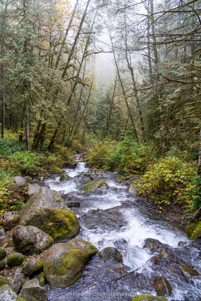 Wallace River cutting through forest on a misty day