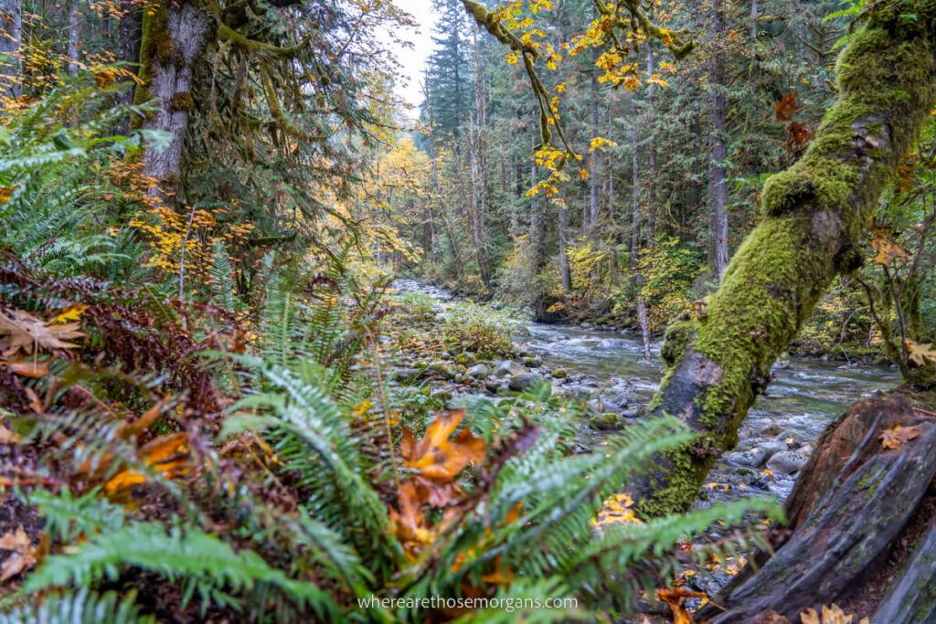 Forest with river running through in the US Pacific Northwest