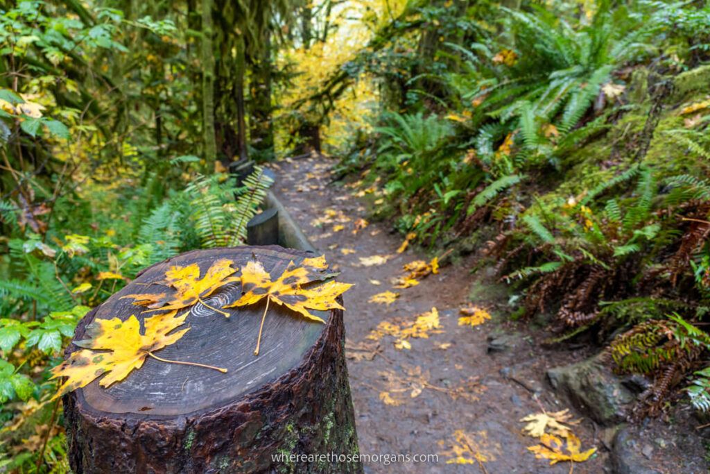 Colorful yellow leaves and green vegetation on a hike in Washington