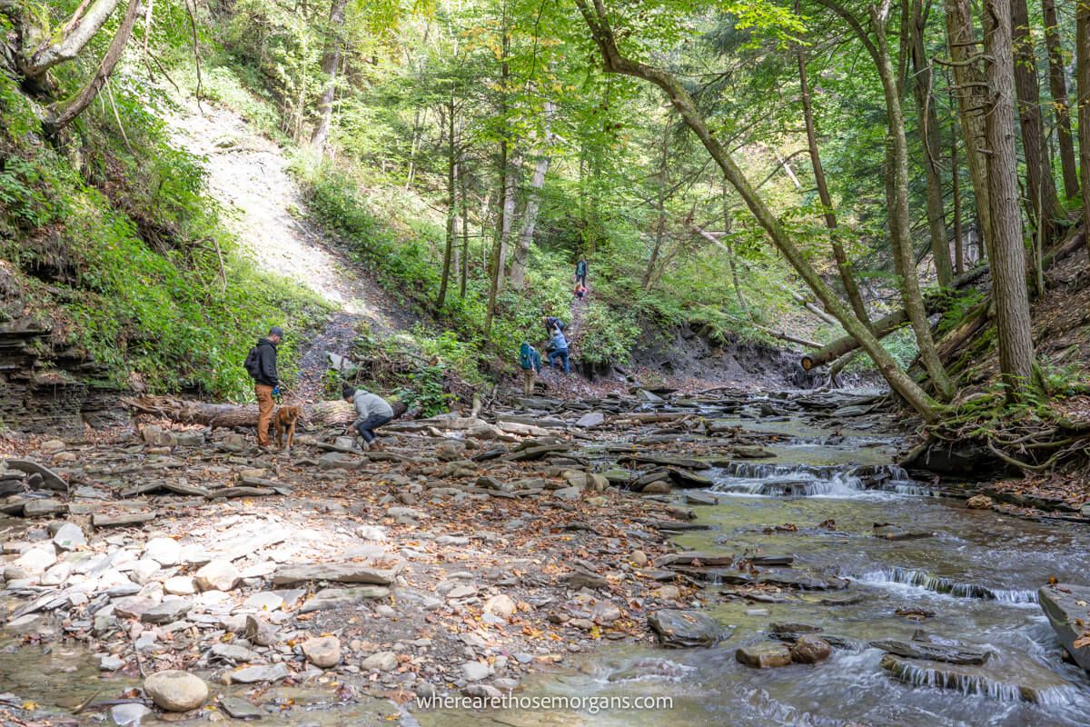Dog playing in a creek with other hikers nearby