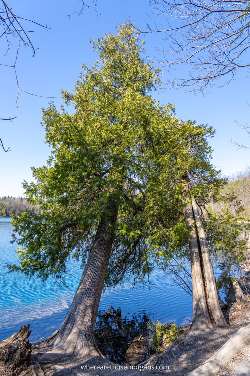 Large tree along a shoreline of a deep blue lake