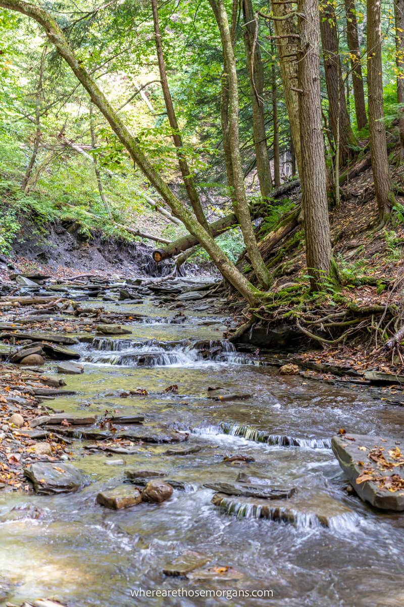 Small cascading waterfalls in a lush green forest