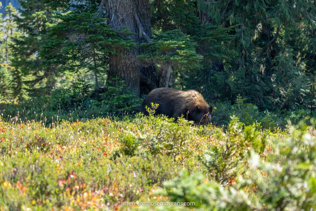 Bear on a hiking trail in Washington State