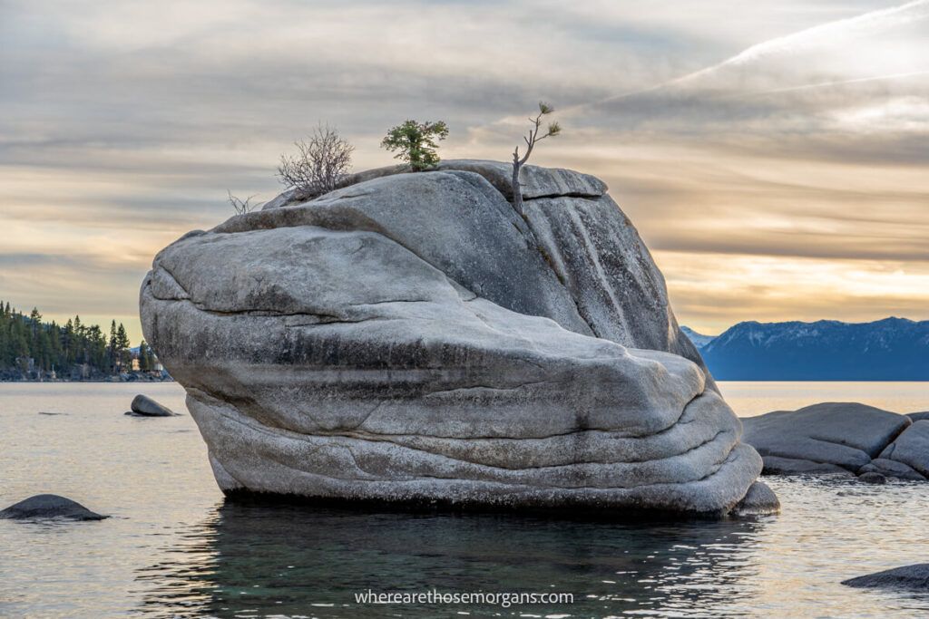 Gros plan d'un rocher Bonsai Rock dans le lac Tahoe avec des arbres qui poussent sur le dessus