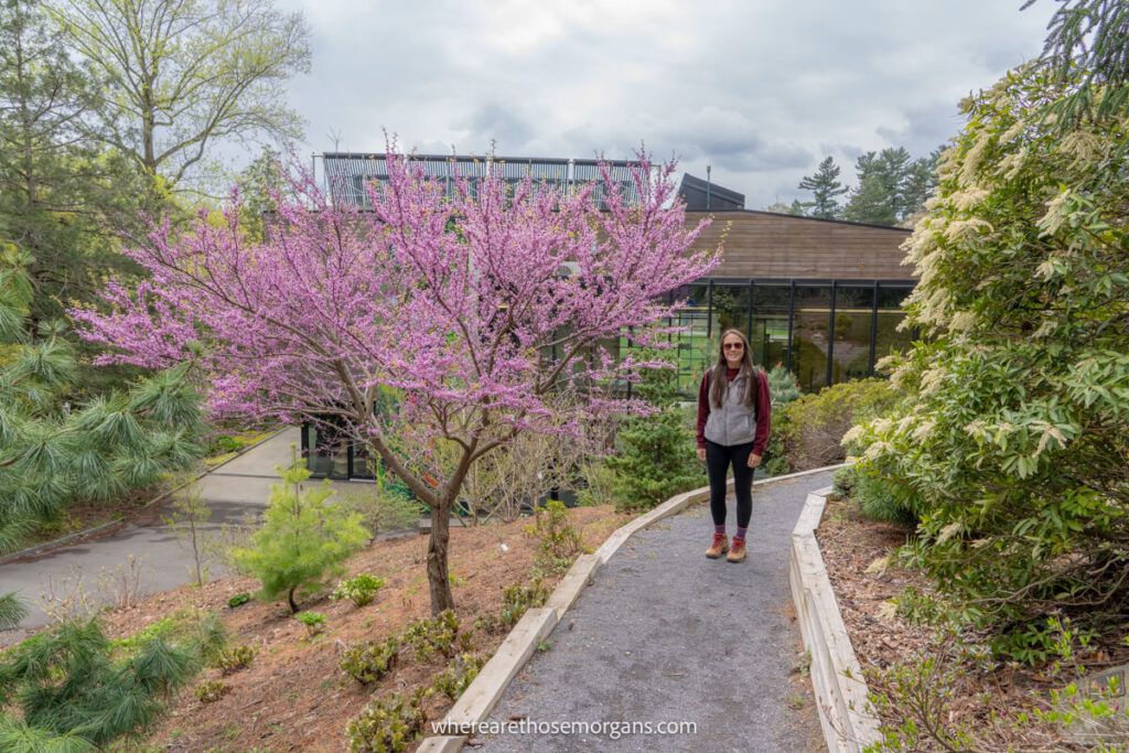 Woman admiring the trees and flowers in bloom at the Corning Botanic Gardens