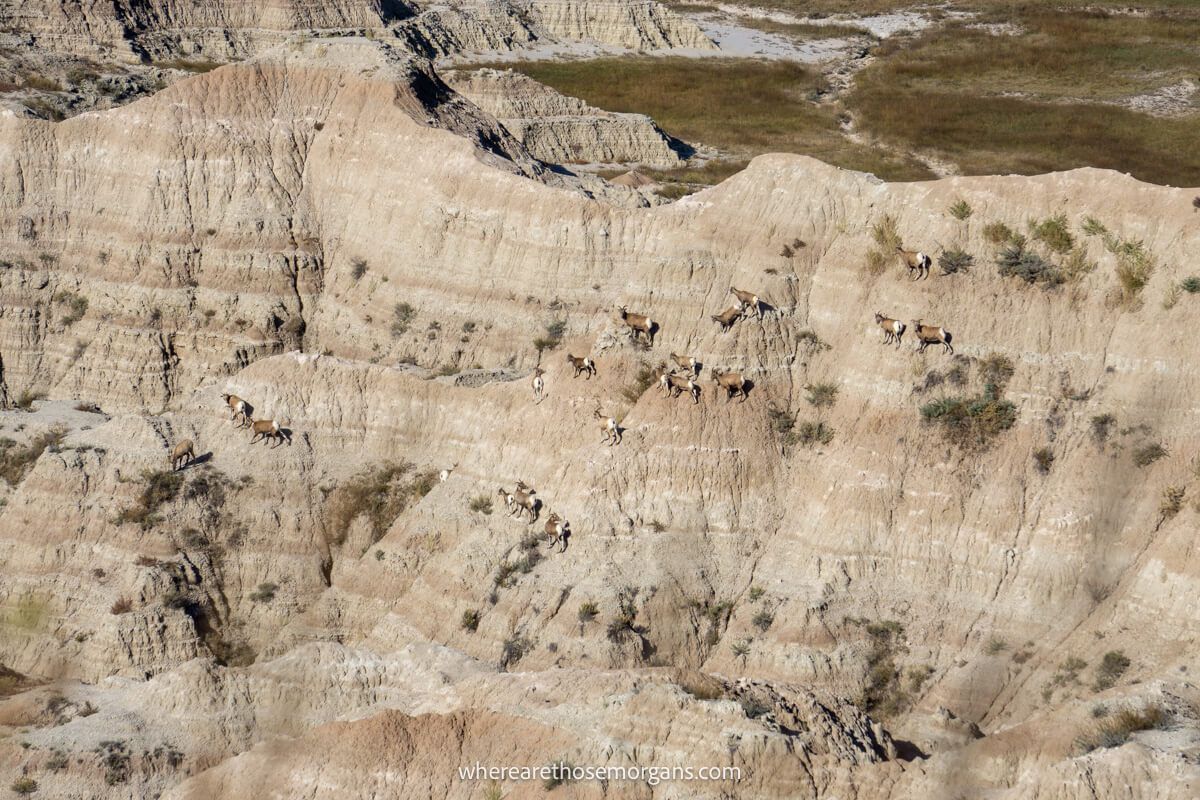 Many big horn sheep at the ancient hunters overlook in Badlands