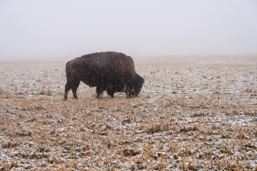 A bison in the Badlands eating vegetation