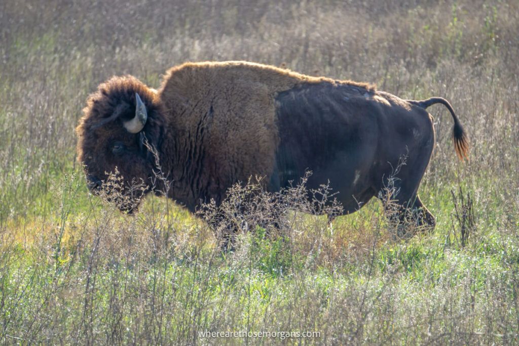 A photo of an american bison grazing on grass in Badlands National Park