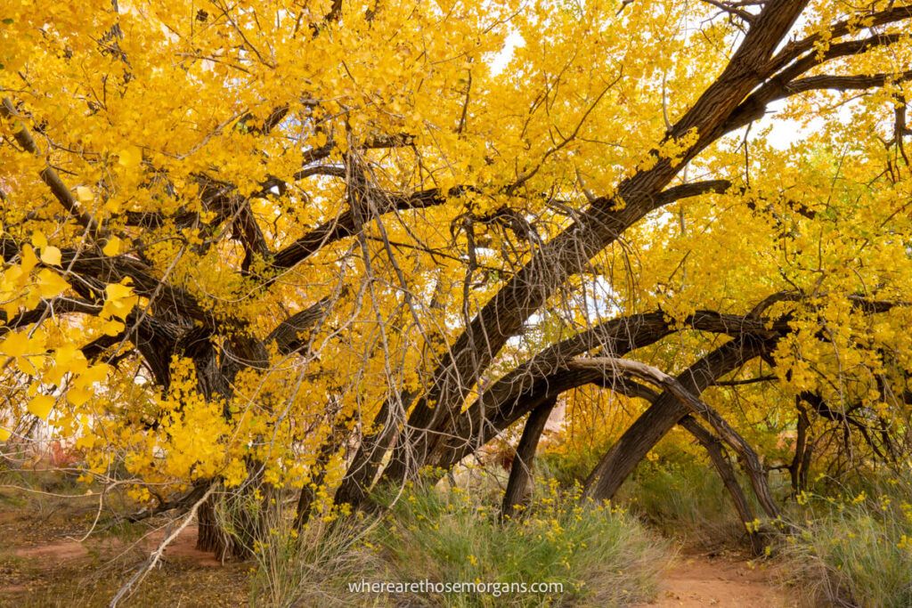 Bright yellow fall foliage makes for some of the best photography in Capitol Reef