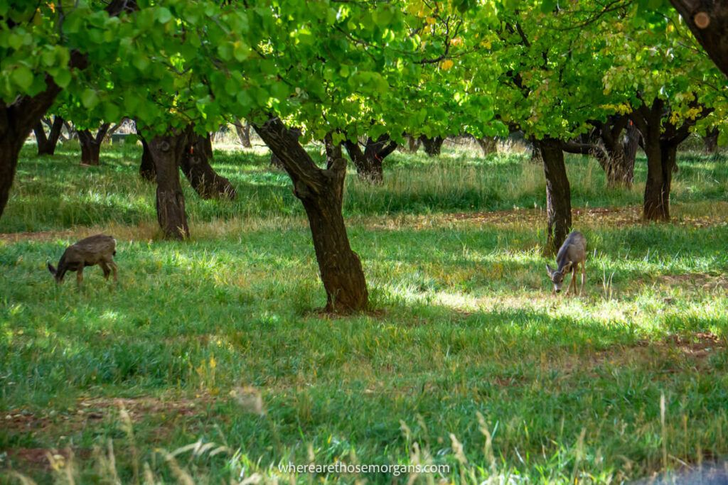 Two deer looking for apples in the fall season